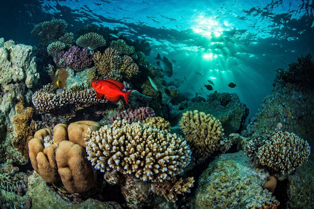 Ocean Visions  Advancing Solutions for Ocean-Climate Restoration