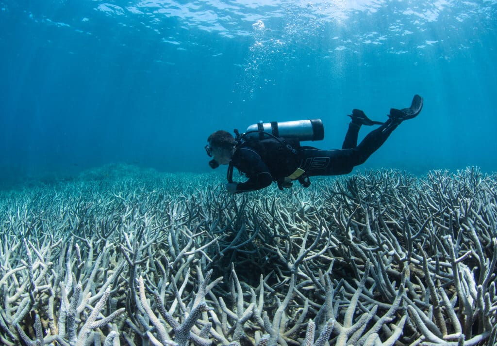 coral bleaching