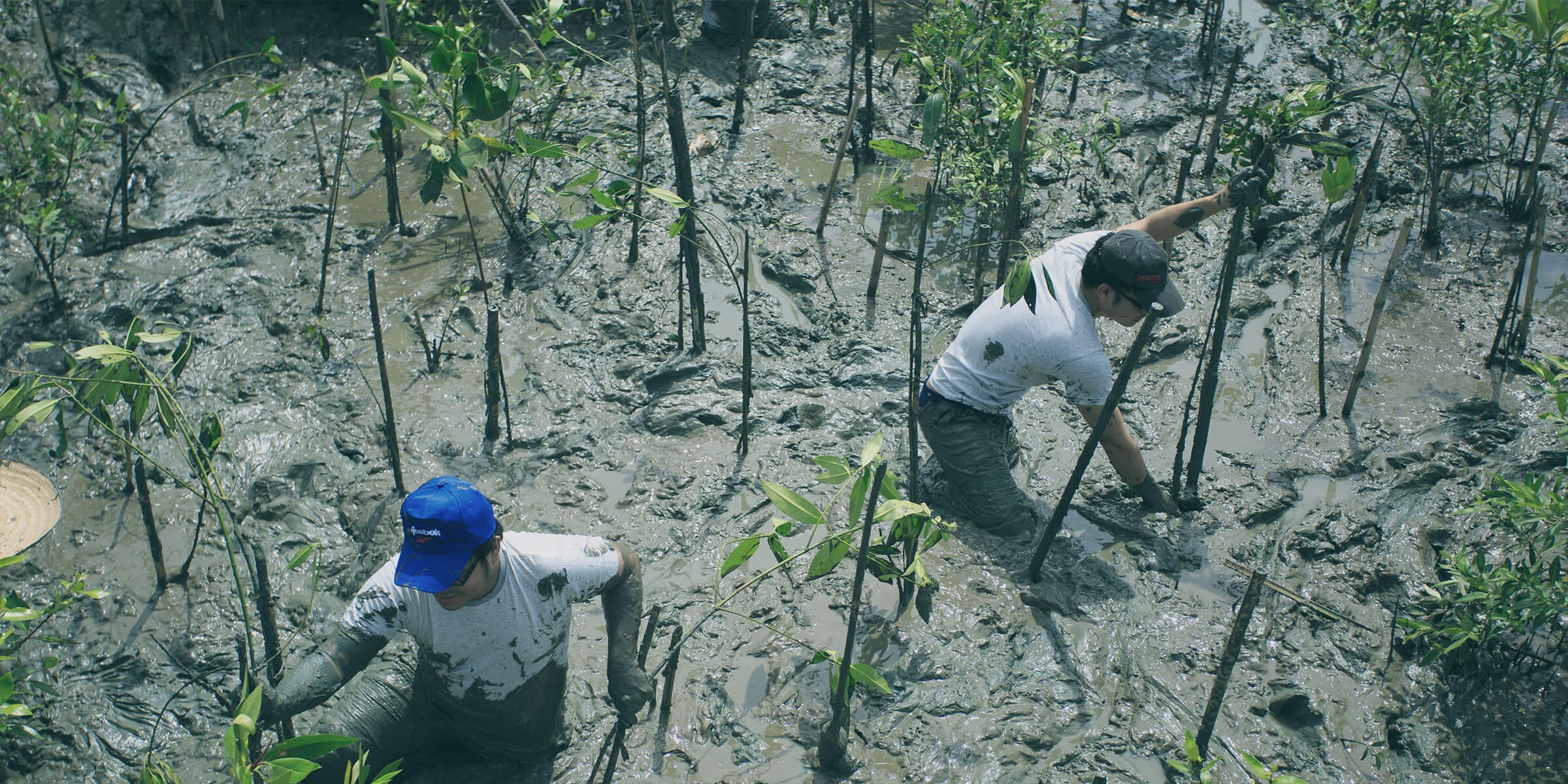 Ocean Visions | Restoring Living Blue Carbon 