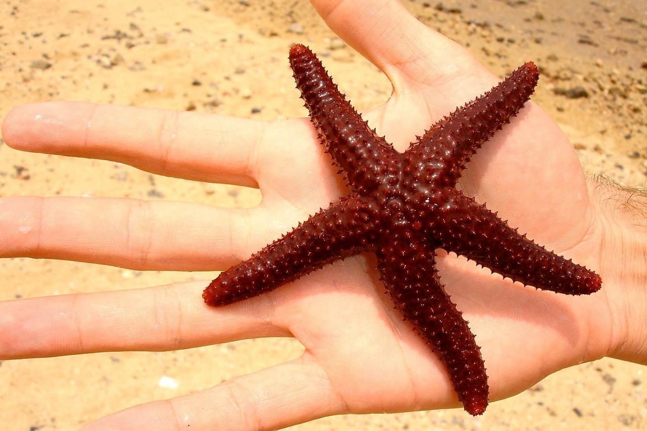 marine-star-estrela-do-mar-1400544