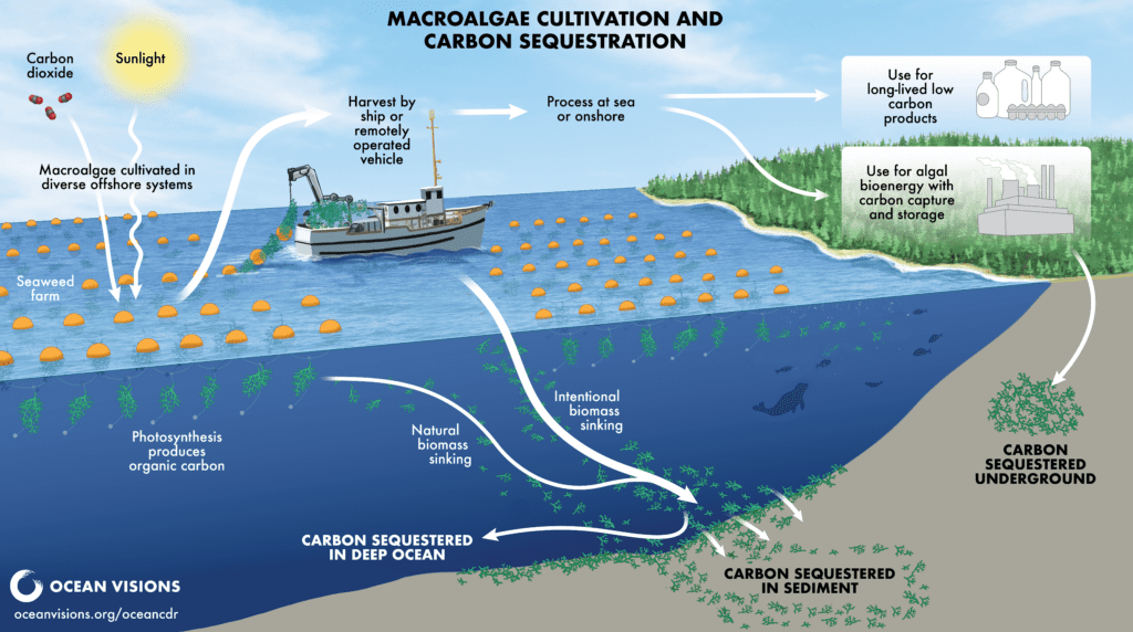 Macroalgae Cultivation and Carbon Sequestration