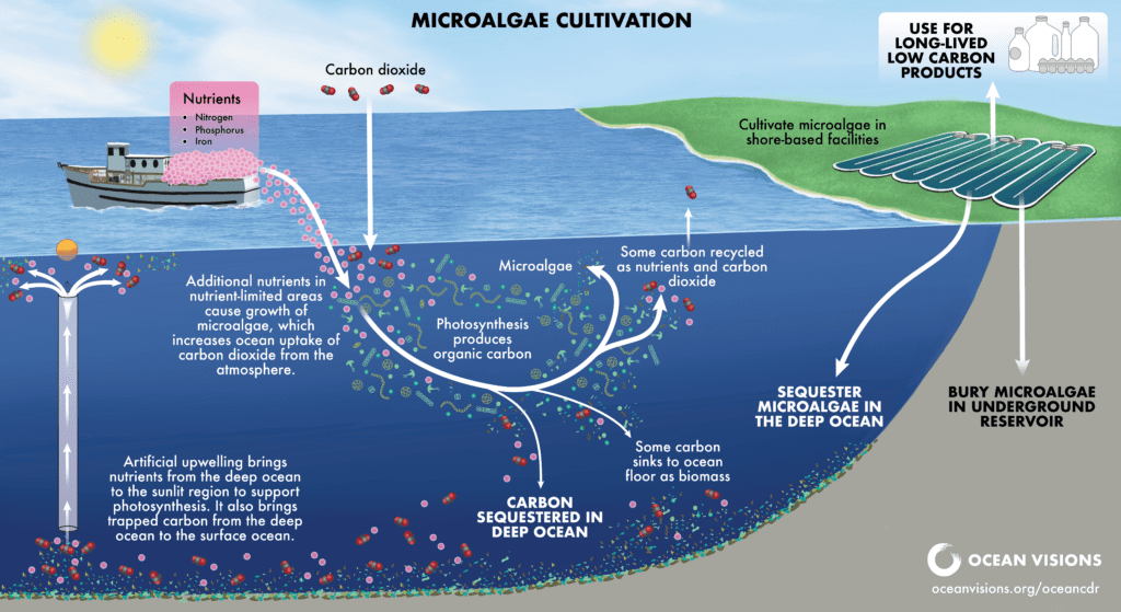 Microalgae Cultivation