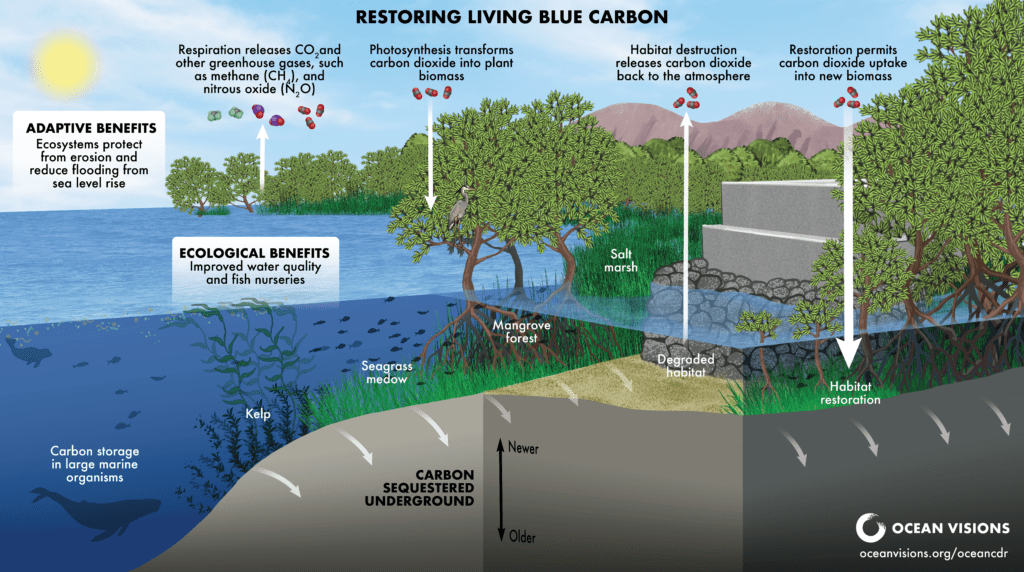 Restoring Living Blue Carbon