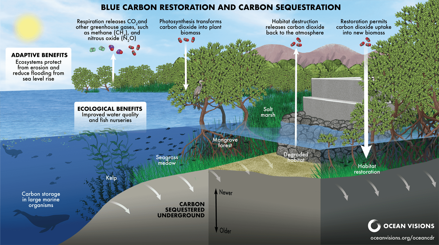 Ocean Visions  Advancing Solutions for Ocean-Climate Restoration